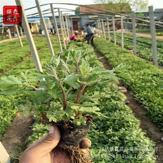 宿根地被菊 金鸡菊花海花镜绿化 绿化工程苗