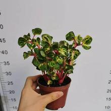 ������ֱ��������ֲ������ �Ӽһ��� �G��ֲ������ 90#�\�~Ѫ�{