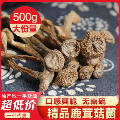 云南产地货源鹿茸菇干货特产 散装批发酒店品质煲汤好喝浓香|ms