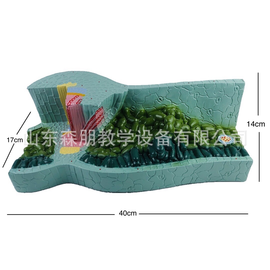 Leaf constructor model biological experimental equipment teaching…
