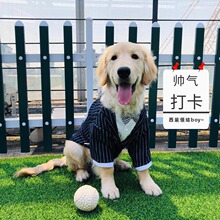 狗狗西装礼服中型犬大型犬大狗西服法斗拉布拉多金毛衣服夏季薄款