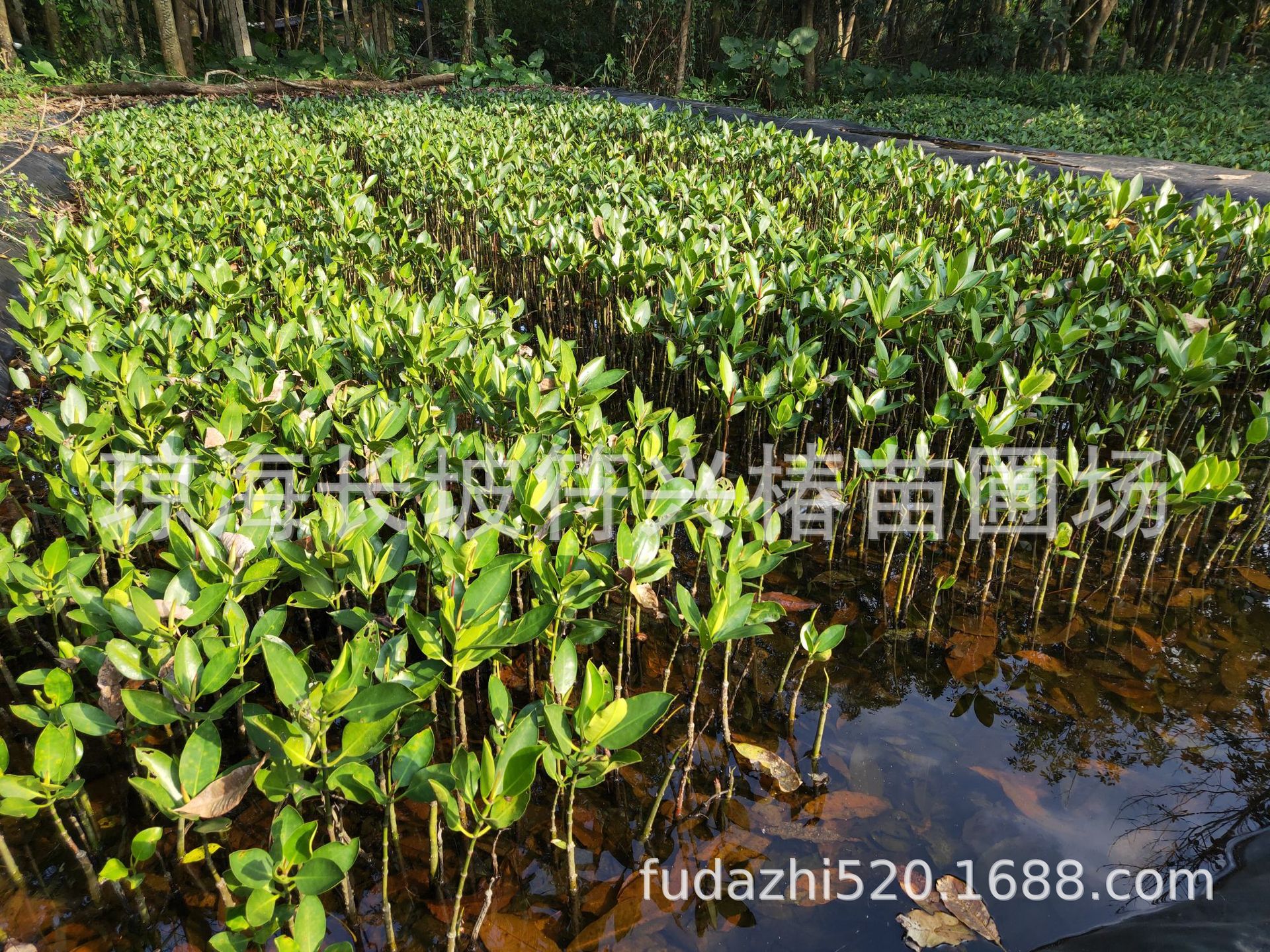 长期批量销售滩涂防风护林树种红海榄-阿里巴巴