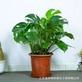 盆栽;乔木;灌木