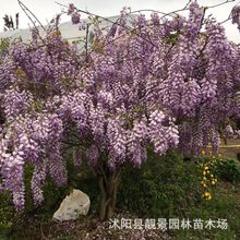 多花紫藤樹木 規格齊全 攀援植物 庭院爬藤 種植成活好 價格優惠