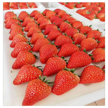 紅顏草莓苗批發 脫毒草莓苗 根系發達無病害 大葉紅顏草莓采摘
