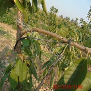 加工定制钢丝制品果树拉枝器地布钉建筑预埋件撑树杆竹竿固定器