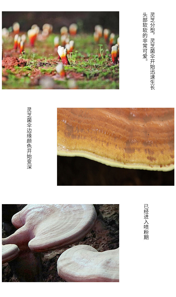 Reishi Mushroom Spore Powder 500g Gift Box Changbai Mountain Lingzhi Spore Powder quality and texture