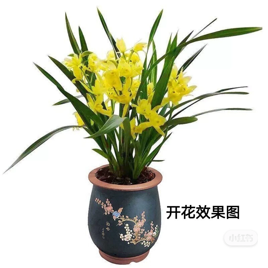 Ценная Орхидея Золотая детская вундеркинд Jianlan Four Seasons Орхидея Гостиная Офис Растение в горшке с доставкой бутонов