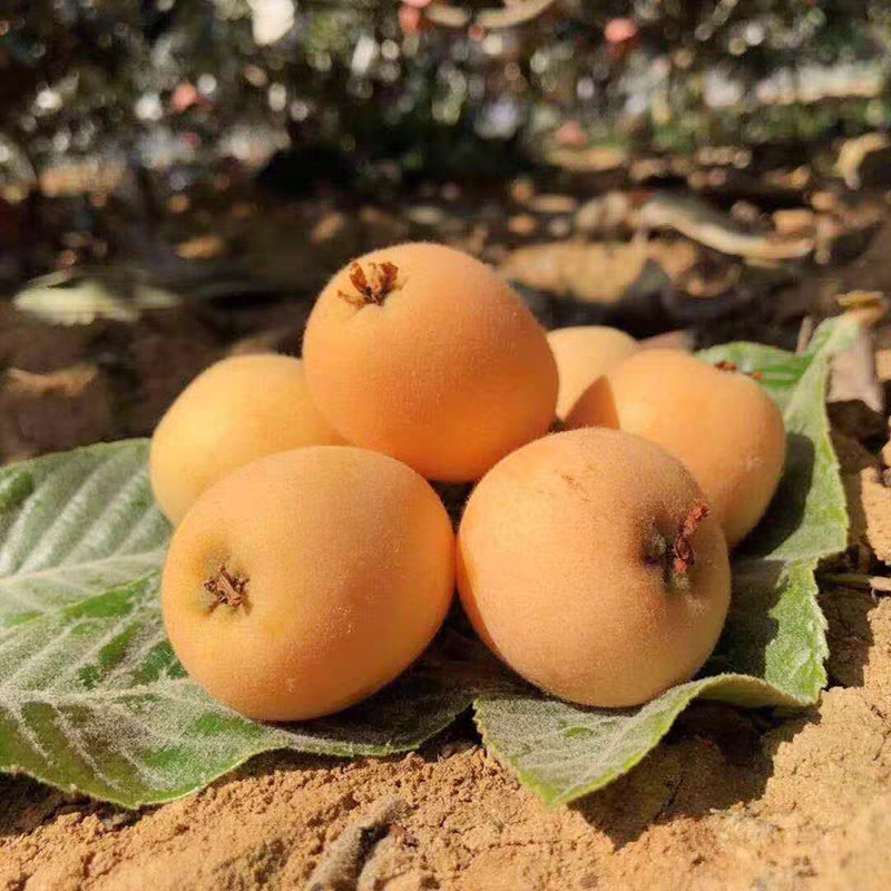 四川攀枝花米易枇杷新鮮應季枇杷果壹件代發農家琵琶當季孕婦水果