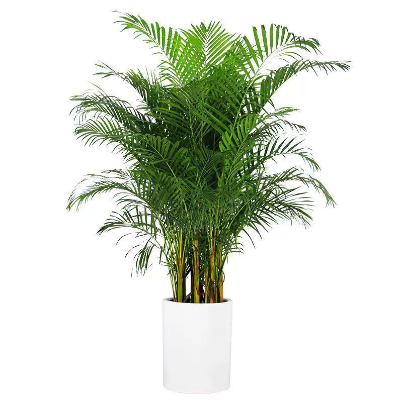 Кастрюля семена подсолнечника оптом желтые семена кокоса Феникс-хвост бамбук фиолетовый Подсолнечник семена в горшках лесные деревья Озеленение семян