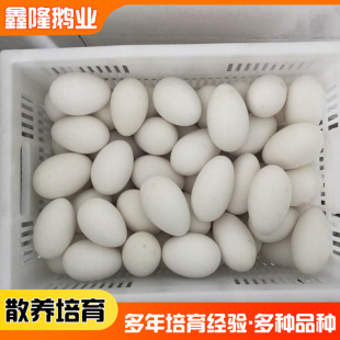 Spot Ohlesale Wulong Goose Eggs может вылучить гусиные яйца Shandong Base Sales