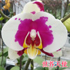 Four Seasons Phalaenopsis Potted Popular Plant Room living room Flower and Plants Four Seasons Four Blossoms Bottom Pot Shipping