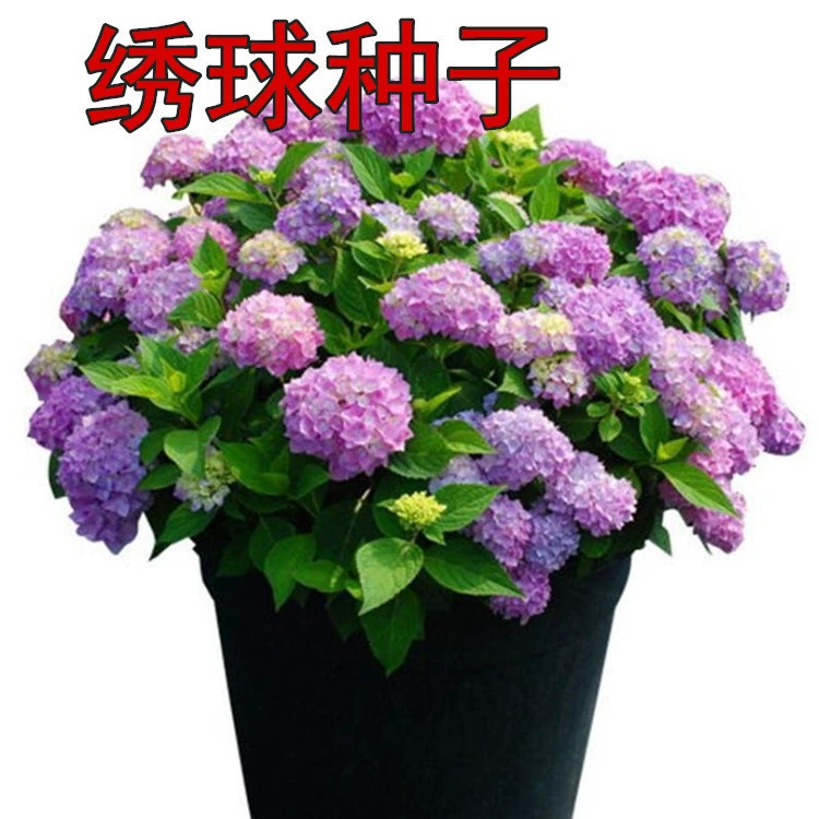 Гортензия семена цветов Гортензия семена могут изменить цвет очистки воздуха в помещении Гортензия горшечные Семена полный цвет