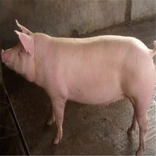 巴马香猪藏香猪幼崽多少钱一头 香猪苗厂家 巴马香猪猪崽价格