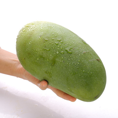 Vietnam Qingmang Kate Mans Imported Season fresh Mango 5 Fragrant and sweet Tasty One piece On behalf of