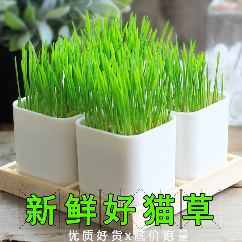 Домашнее животное кошка Трава свежая Пшеница Трава кошачья шерсть мяч пищеварение кошачья мята почва кошачья трава