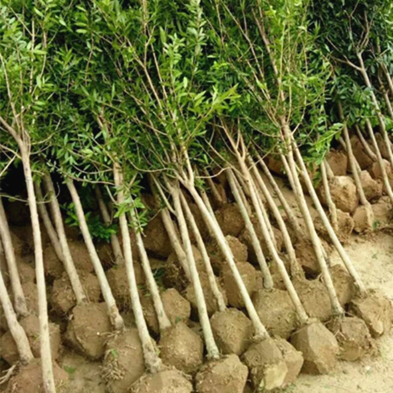 智贝主图_3地栽盆栽突尼斯软籽特大庭院南北方种植果树苗石榴