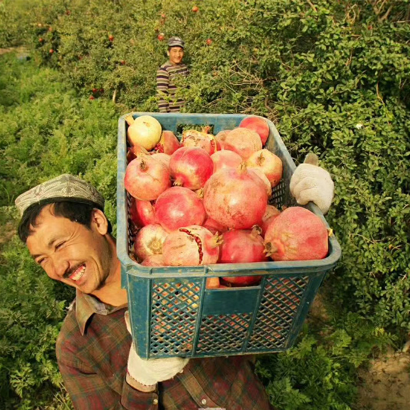 新疆和田皮亚曼甜石榴5斤新疆顺丰直发