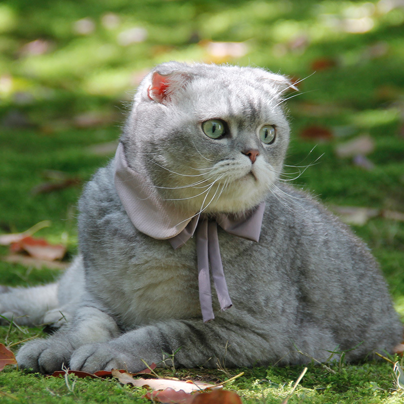 Ji Zi Zai British style pet dog bow tie teddy puppies collar cat bow tie cat neck jewelry 2