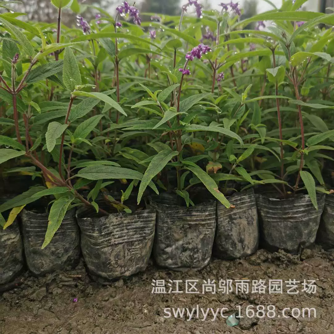 На базе продается большое количество легко выращиваемых шалфея, зеленых цветов, фиолетового бархатного шалфея.