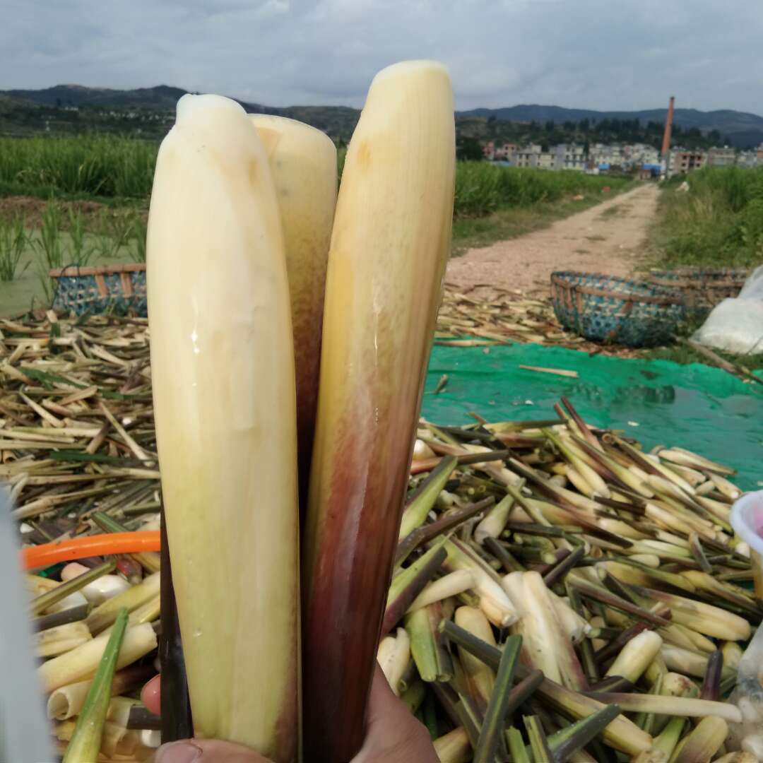 云南新鲜茭白农户自种时令茭瓜高笋水笋茭儿水产蔬菜批发-阿里巴巴