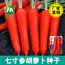 廠家直銷批發胡蘿卜種子美冠七寸參紅皮肉心田園秋季蔬菜種子