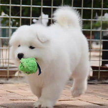 大白熊犬幼犬 大白熊犬幼犬品牌 图片 价格 大白熊犬幼犬批发 阿里巴巴