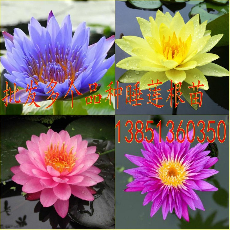 批发睡莲苗睡莲根块当年开花苗水生花卉荷花莲花 阿里巴巴