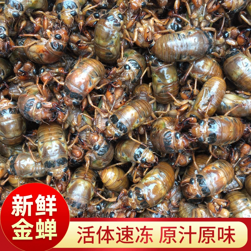 Джин Чан знает, что обезьяны поднимаются на вилку 200 свежих замороженных кусочков, перечисленных в провинции Хэнань