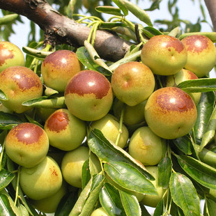 Live Jujube Seedlings, Dazhanhua Winter Jujube, Potted Plants Planted in the North and South, Courtyard Ground Planting, Grafted Fruit Saplings That Bear Fruit in the Same Year