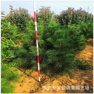 ɽ�|��Ƥ�ɘ�����س���1��2��3��4��5�װ�Ƥ�ɘ�