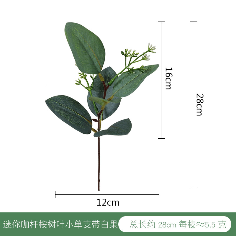 迷你咖杆桉树叶小单支带白果.jpg