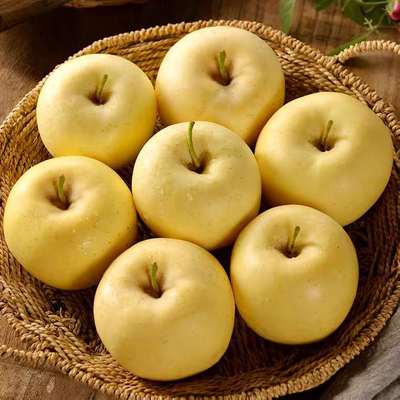 Season Shandong specialty Yantai gold cream Fuji fruit Apple Rock sugar 10 Pounds loaded