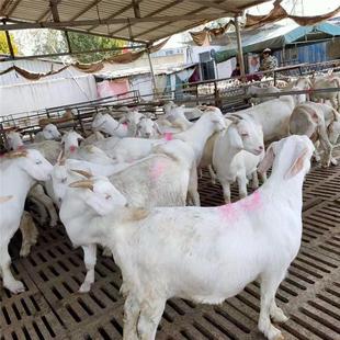 山羊羊仔圖片 海量高清山羊羊仔圖片大全 阿里巴巴