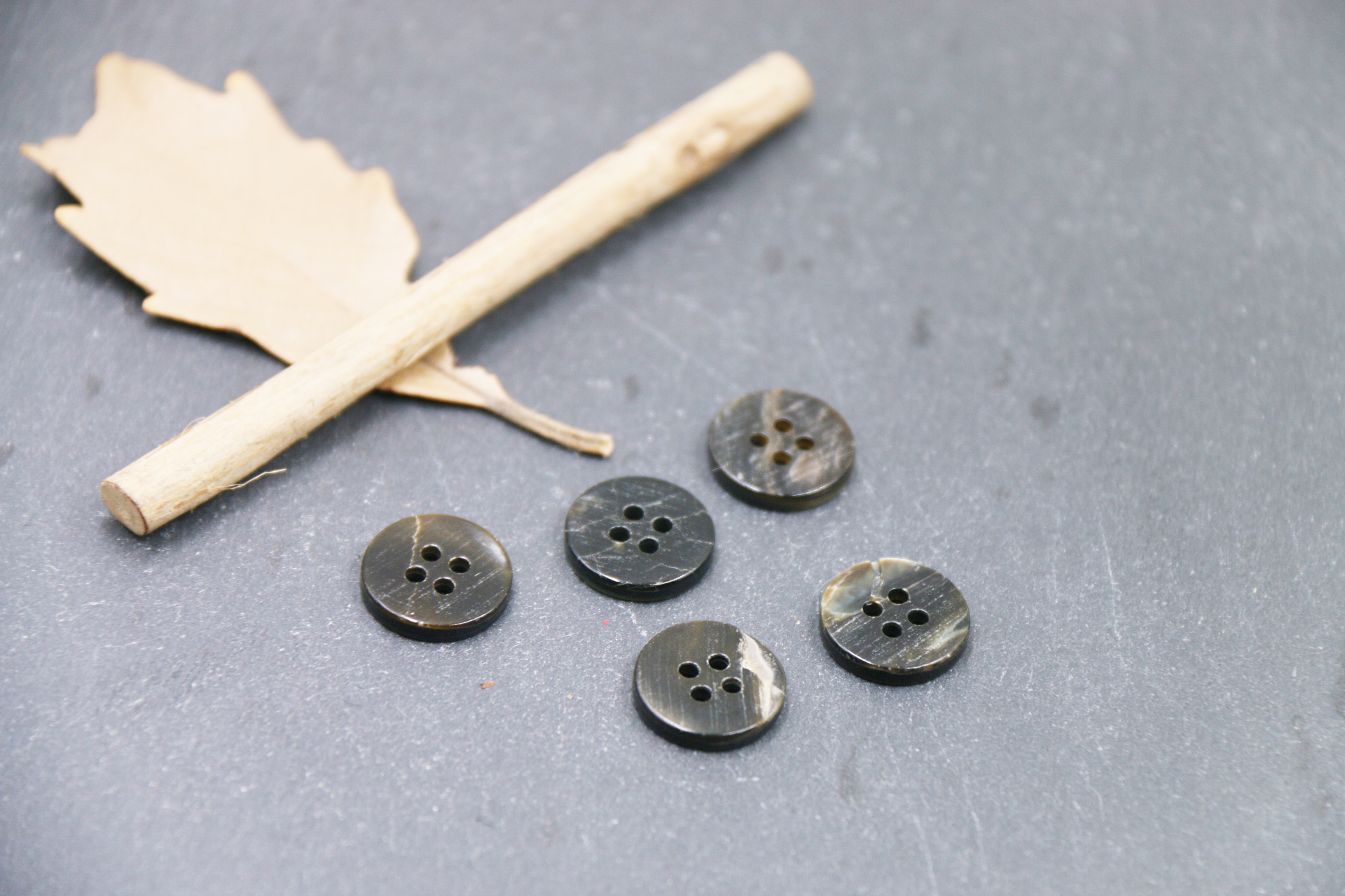 细边四眼黑碟贝 (4).JPG