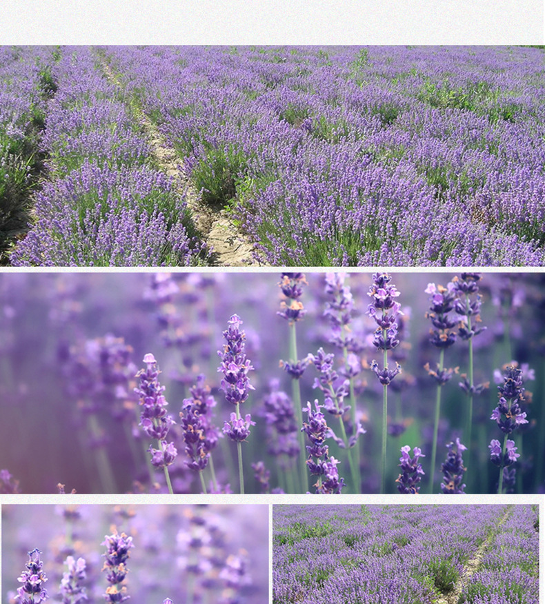 Dried Lavender Buds Xinjiang薰衣草 Xun Yi Cao 500g Aromatic Sachet Filler and Herbal Tea preparation