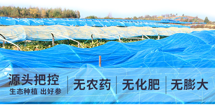 Ren Shen Slices (Panax ginseng) — White Ginseng Root Slices from Changbai Mountain, 500g specifications