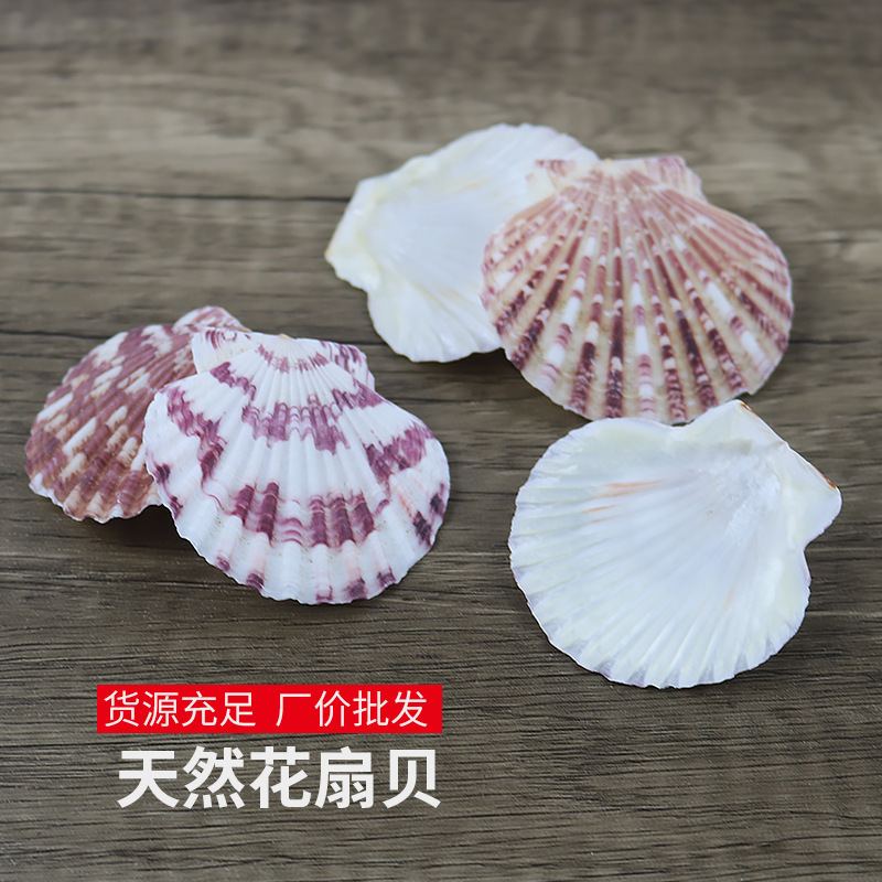 Natural flower scallop 4-6cm color shell conch fish tank floor decoration Mediterranean home diy crafts wholesale