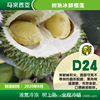 D24蘇丹王榴蓮  馬來西亞樹上熟液氮冰鮮冷凍10公斤原箱 非貓山王