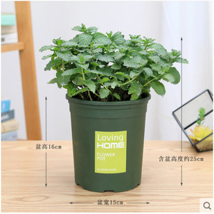 ����������ʳ�þG�������� ������ֲ�� ���������Կ�ʳ��