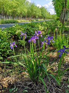 紫花鳶尾圖片 海量高清紫花鳶尾圖片大全 阿里巴巴 紫花鳶尾圖片 海量高清紫花鳶尾圖片大全 阿里巴巴