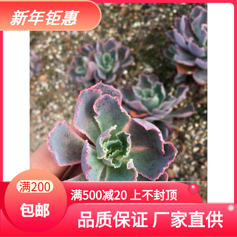 天羽多肉砍头苗晚霞之舞多肉种苗批发多肉植物 阿里巴巴