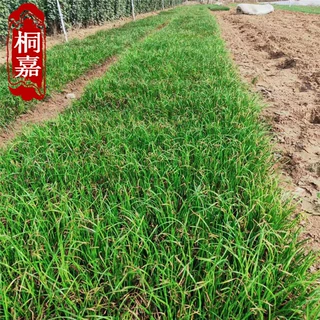 葱莲 葱兰 基地供应 玉帘 白花菖蒲莲 韭菜莲 多年生草本植物