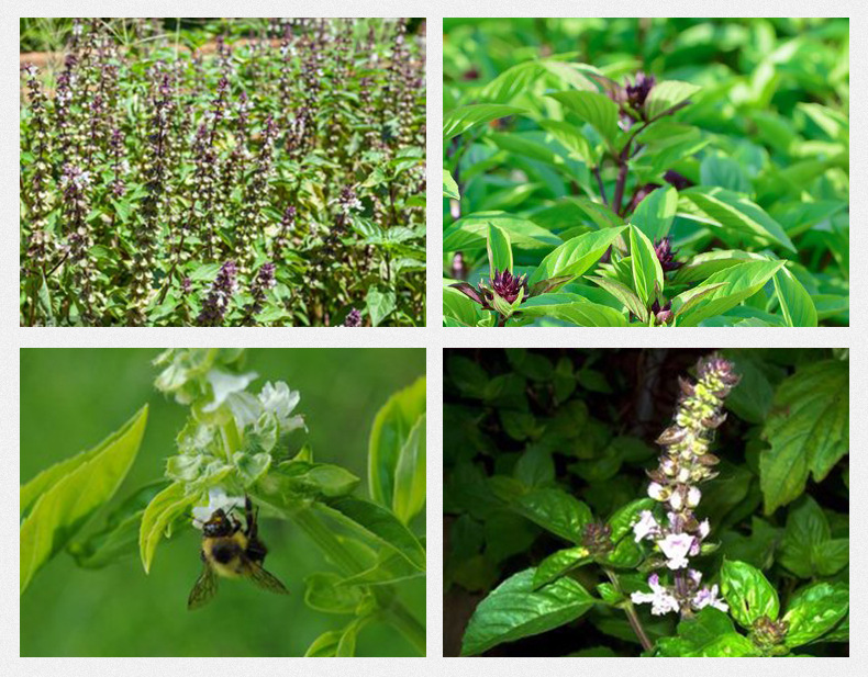 Basil Seeds Ming Lie Zi 500g Bulk Herbal Tea Seeds for Drinks and Desserts preparation