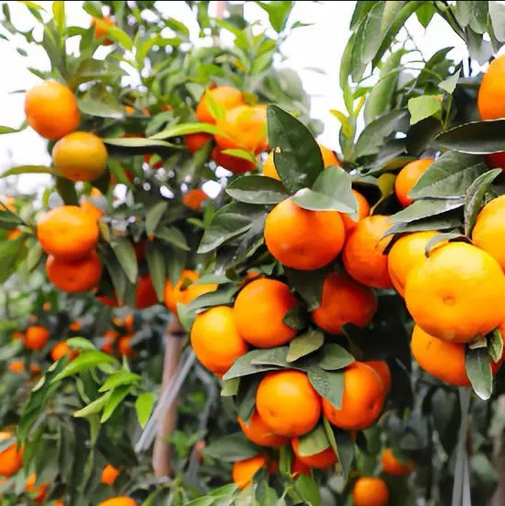 Wo саженцы апельсина 5