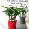 Base Direct Application ｜ Creative Cup Hydroponic Fortune Tree Office Interior Desktop High -end Leaf Green Plant Four Seasons Changqing