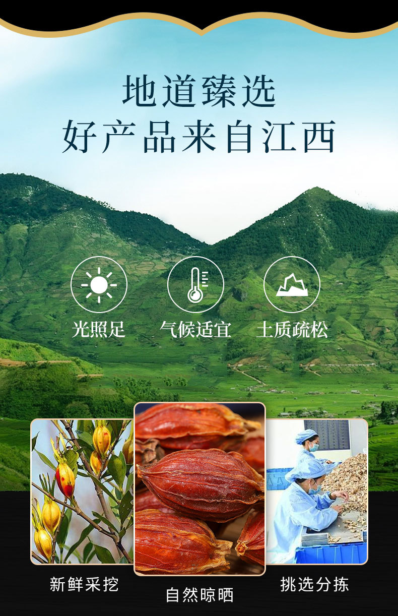 Zhi Zi (Gardenia jasminoides) — Dried Gardenia Fruit for Tea & Soup, 500g overview