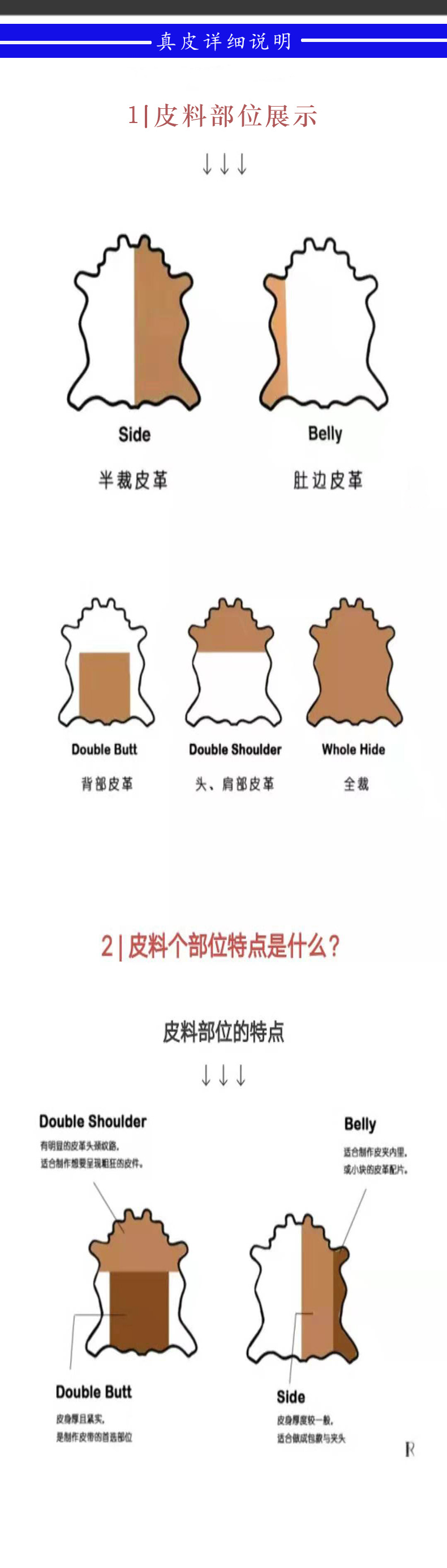 真皮说明