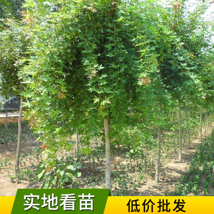 现挖现卖五角枫 道路绿化行道风景树苗 工程苗木秀丽槭五角枫树苗|ms