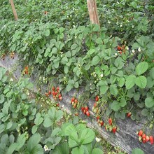 奶油草莓苗批发 成活率高 甜查理草莓苗育苗基地 易管理